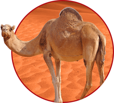 camel trekking