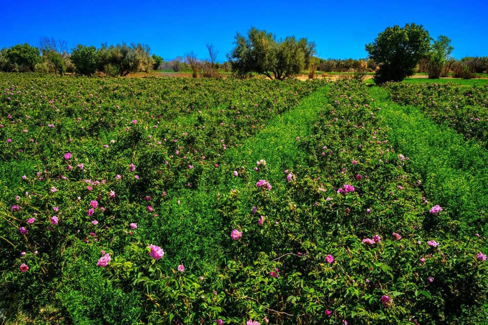 Descubre la Magia del Valle de las Rosas M’Gouna en el Corazón de Marruecos