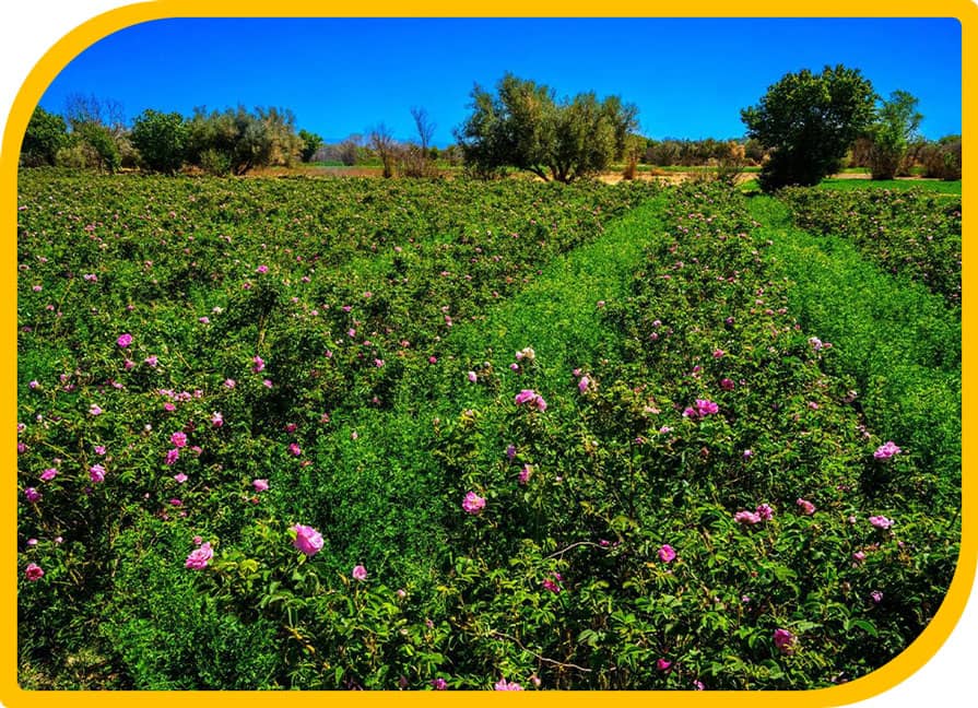 Valle de las Rosas M'Gouna