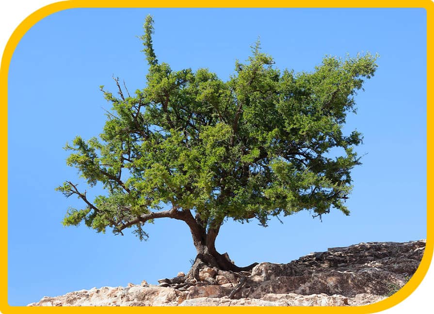 ARGAN-TREE Moroccan Argan Oil